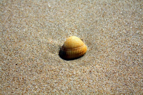 Detailní Záběr Malé Skořápky Písečné Pláži — Stock fotografie