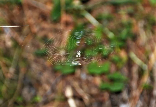 Closeup Shot Spider Its Web Forest — Stock Photo, Image