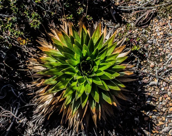 Tiro Alto Ângulo Uma Lobelia Deckenii Campo Sob Luz Sol — Fotografia de Stock