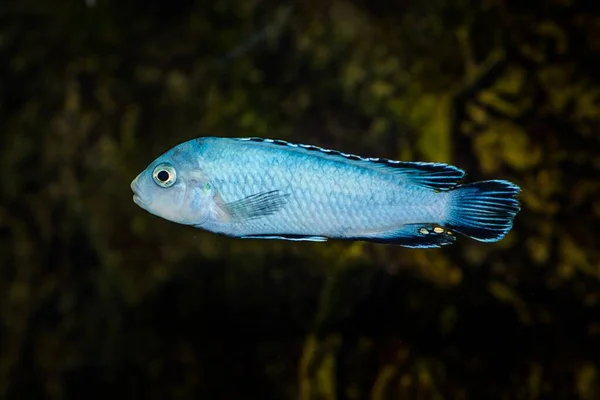 Tiro Seletivo Aquário Azul Com Padrões Pretos Peixe Cichlidae — Fotografia de Stock