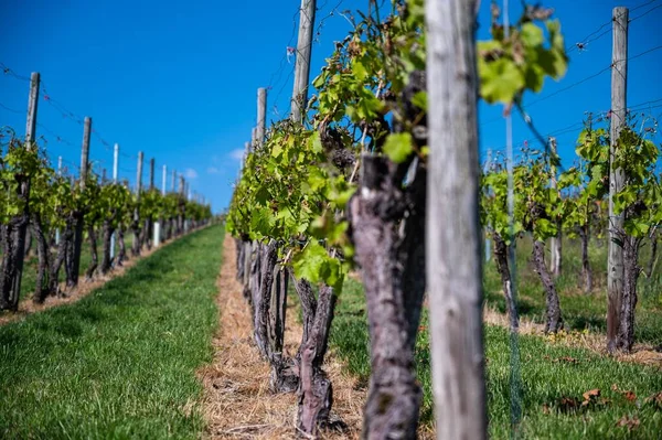 Een Prachtig Landschap Van Een Wijngaard Onder Een Heldere Blauwe — Stockfoto