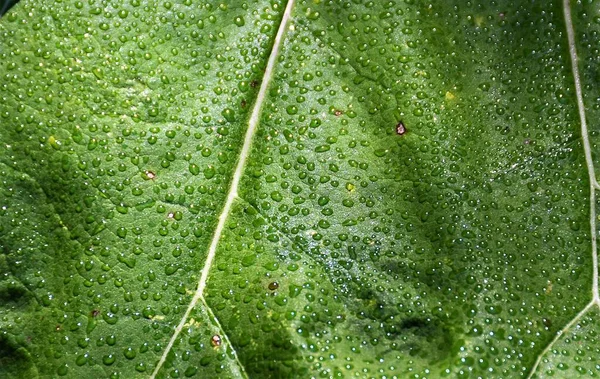 Zdjęcie Zbliżeniowe Krystalicznie Czystych Kropel Deszczu Zielonym Liściu Idealne Tapety — Zdjęcie stockowe