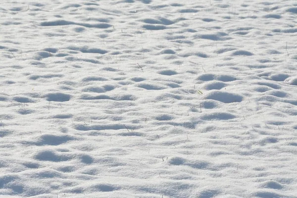 Tiro Ângulo Alto Grama Verde Saindo Chão Nevado — Fotografia de Stock