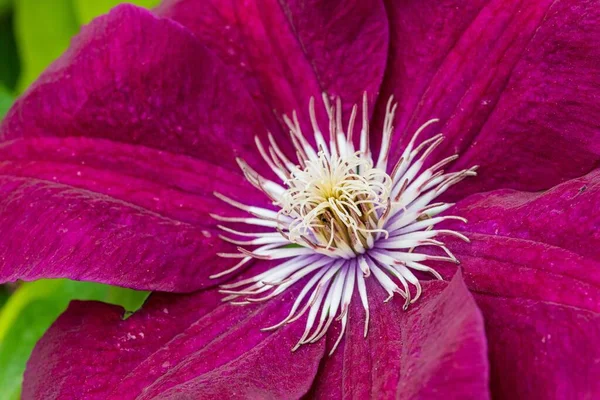 Gros Plan Une Belle Fleur Passion Violette — Photo