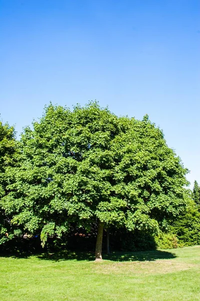 Uma Árvore Grande Com Ramos Densos Folhas Céu Claro Fundo — Fotografia de Stock