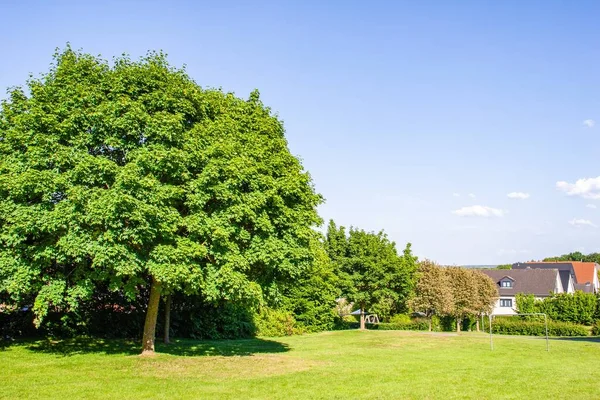 Niektóre Duże Gęste Drzewa Rzędzie Niektóre Domy Widoczne Tle — Zdjęcie stockowe