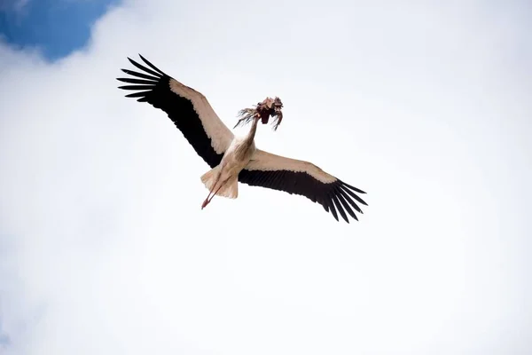 Tiro Ângulo Baixo Uma Cegonha Majestosa Bonita Voando Céu Carregando — Fotografia de Stock