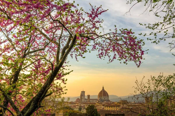 Bellissimo Scatto Albero Con Edifici Sullo Sfondo — Foto Stock