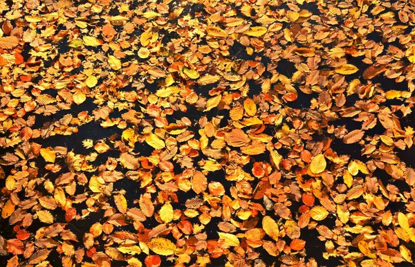 Una Toma Alto Ángulo Hojas Secas Otoño Colores Rojo Naranja —  Fotos de Stock