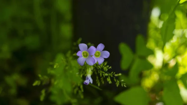 Selective Focus Shot Blooming Purple Flowers Greenery Background — Stock Photo, Image