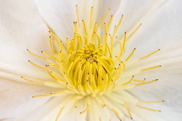 Primer Plano Una Hermosa Flor Melastome Pétalos Blancos — Foto de Stock