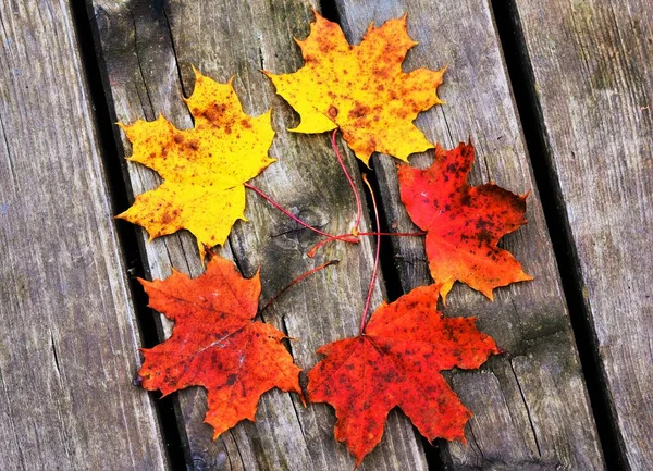 Wysoki Kąt Ujęcia Kolorowych Liści Jesieni Drewnianej Powierzchni — Zdjęcie stockowe