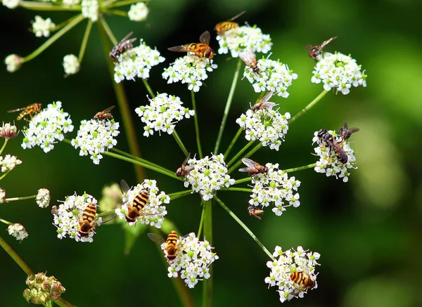 Een Close Shot Van Meerdere Bijen Een Koeienpeterselie — Stockfoto