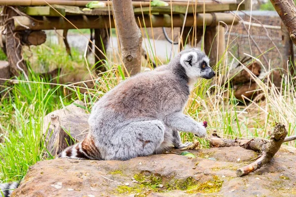 昼間は動物園のかわいい毛むくじゃらのリングテールのレモン — ストック写真