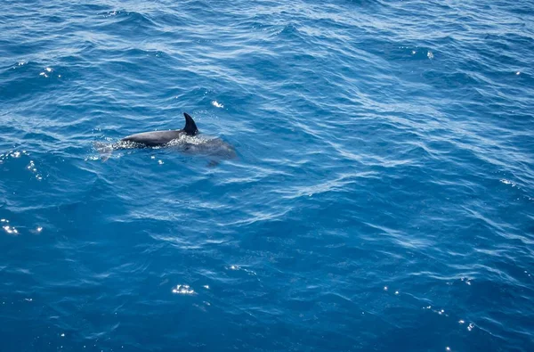 Grand Angle Dauphin Nageant Dans Mer Bleue Ondulée — Photo