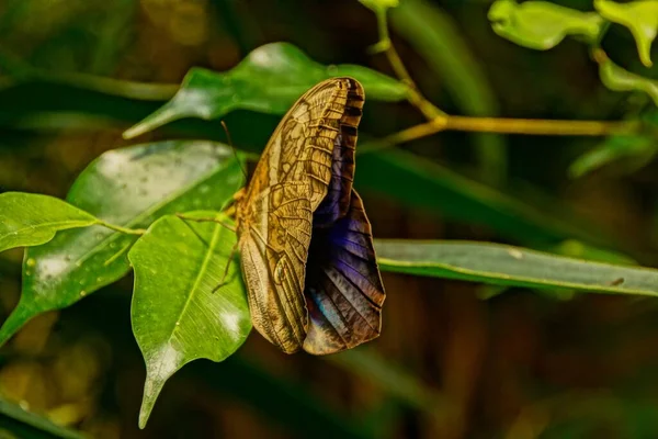 Tiro Close Uma Borboleta Sentada Uma Folha — Fotografia de Stock