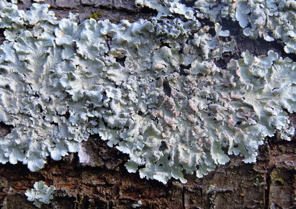 Primo Piano Licheni Albero Una Foresta — Foto Stock