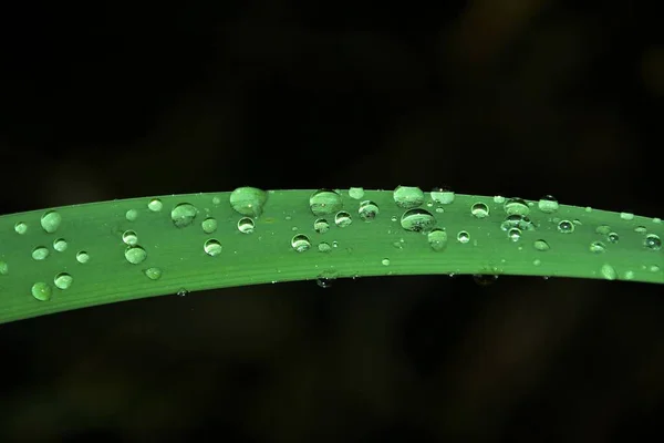 暗い背景を持つ植物の葉の上に水のクローズアップビューが低下します — ストック写真