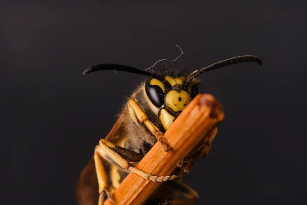 Primo Piano Calabrone Bastone Dietro Uno Sfondo Scuro — Foto Stock