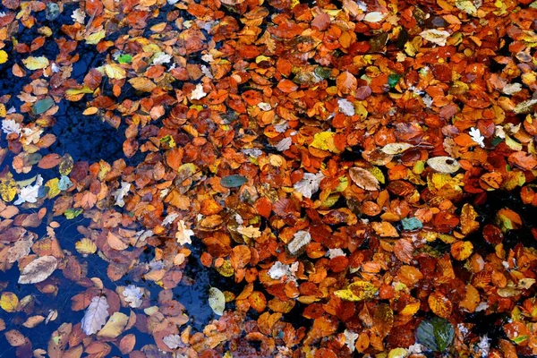 High Angle Shot Colorful Autumn Leaves Forest — Stock Photo, Image