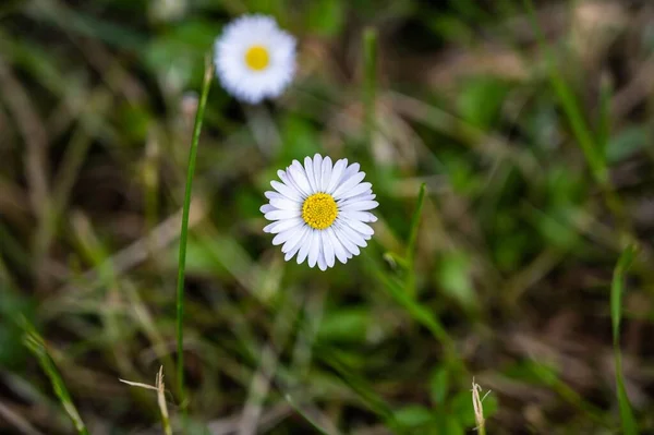 Bulanık Bir Arkaplanda Güzel Beyaz Papatya Çiçeklerinin Yakın Plan Çekimi — Stok fotoğraf