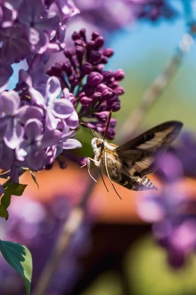 Tiro Vertical Uma Mariposa Tentando Beber Néctar Uma Flor Siringa — Fotografia de Stock