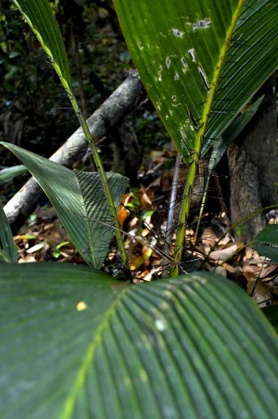 Selective Focus Shot Tropical Plant Beach Forest — Stock Photo, Image