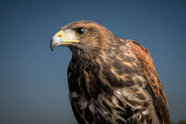 Ein Selektiver Fokus Des Grimmigen Adlers Mit Auf Blauem Hintergrund — Stockfoto