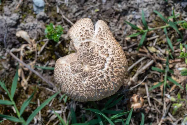 Zbliżenie Ujęcia Grzyba Agaricus Lesie — Zdjęcie stockowe