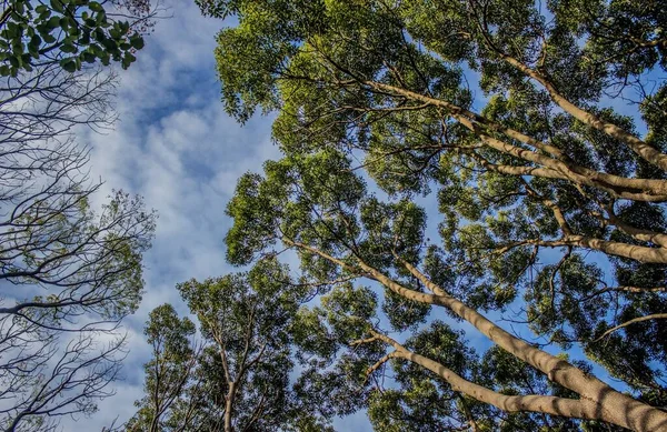 Tiro Ângulo Baixo Árvores Fundo Céu Nublado — Fotografia de Stock
