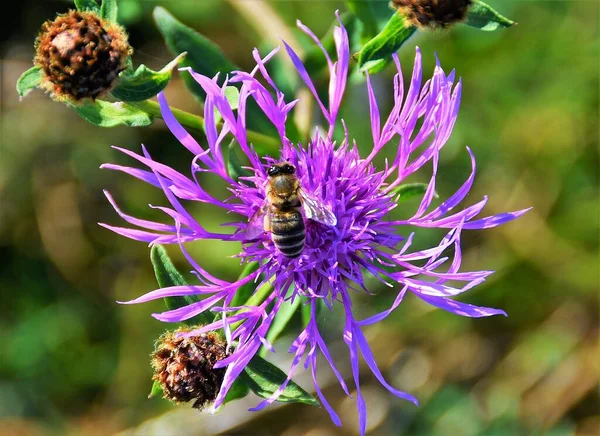 Primer Plano Varias Abejas Una Flor Cardo Mariano —  Fotos de Stock