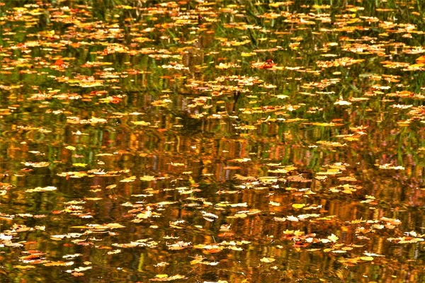 一片高角度的秋叶在水面上枯萎了 — 图库照片
