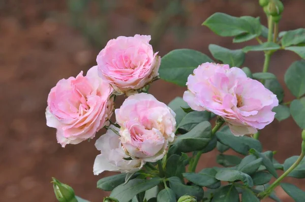 Zbliżenie Ujęcie Pięknych Różowych Róż Ogrodowych — Zdjęcie stockowe