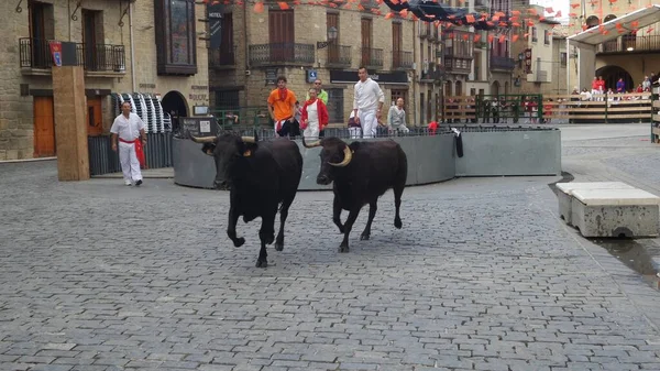 Olite Spain Sep 2015 Encierro Toros Las Fiestas Del Pueblo — 图库照片