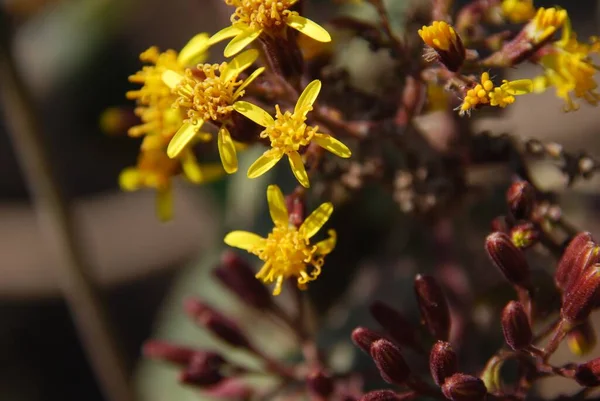 Eine Nahaufnahme Schöner Gelber Jacobaea Vulgaris Blumen Auf Verschwommenem Hintergrund — Stockfoto