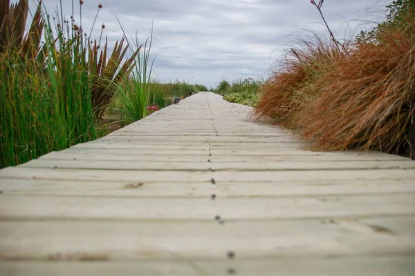 Boardwalk Surrounded Grass Cloudy Day — Stock Photo, Image