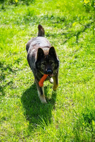 多くの木に囲まれた公園で遊んでいる古いドイツの羊飼いの犬 — ストック写真