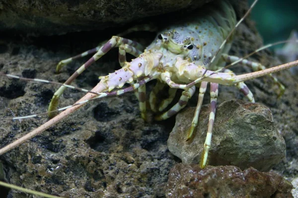 Tiro Close Yabbie Vivo Sob Pedra — Fotografia de Stock