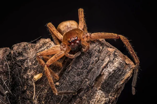 Macro Shot Brown Scary Wolf Spider Eight Eyes — Stock Photo, Image