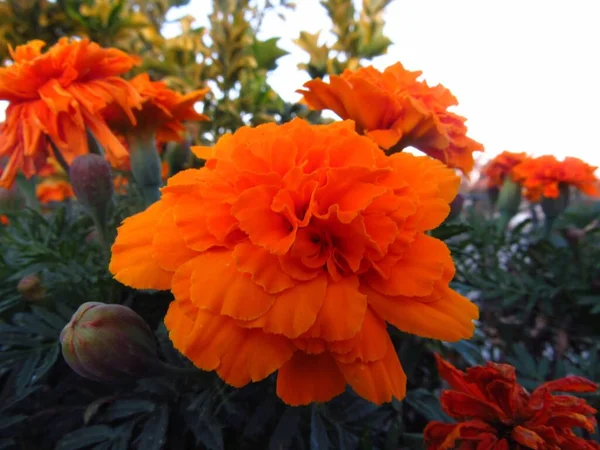 Ένα Όμορφο Τοπίο Ενός Κήπου Πορτοκαλί Λουλούδια Begonia Ένα Θολό — Φωτογραφία Αρχείου
