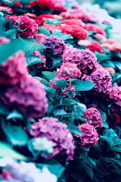 Güzel Mor Kırmızı Çiçeklerin Dikey Görüntüsü — Stok fotoğraf