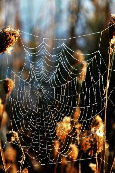 Tiro Seletivo Foco Uma Teia Aranha Capturada Natureza — Fotografia de Stock
