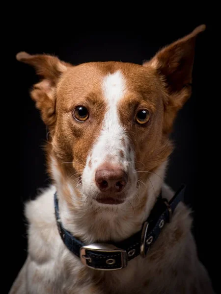 갈색과 무늬의 귀여운 강아지에게 선택적 초점이 맞춰져 배경에 칼라가 고립되어 — 스톡 사진
