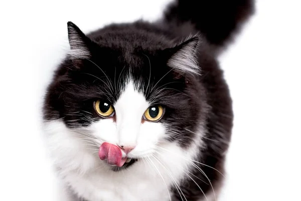 Kürklü Siyah Beyaz Sevimli Bir Kedinin Seçici Odak Noktası Dili — Stok fotoğraf