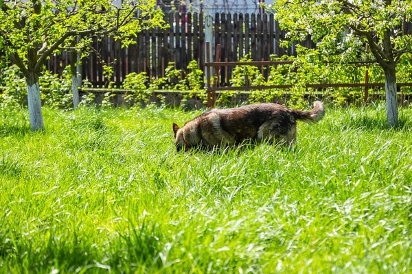 多くの木に囲まれた公園で遊んでいる古いドイツの羊飼いの犬 — ストック写真