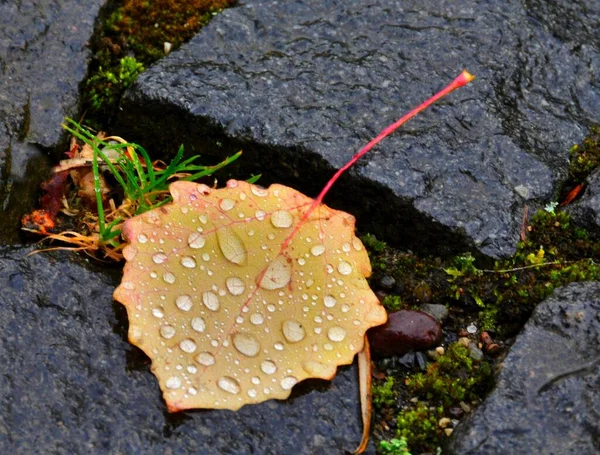 岩の地面に小さな水が落ちる乾燥した茶色の葉の閉鎖 — ストック写真