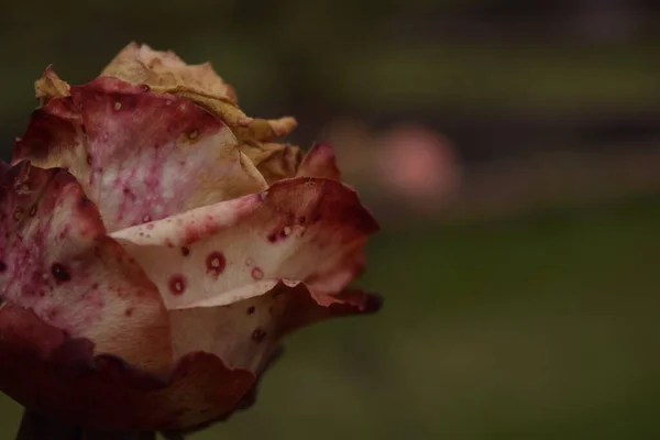 Enfoque Selectivo Una Hermosa Rosa Blanca Roja Con Pétalos Dañados —  Fotos de Stock