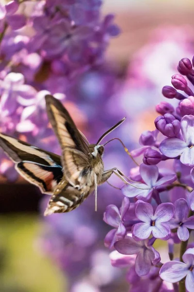 Tiro Vertical Uma Mariposa Tentando Beber Néctar Uma Flor Siringa — Fotografia de Stock