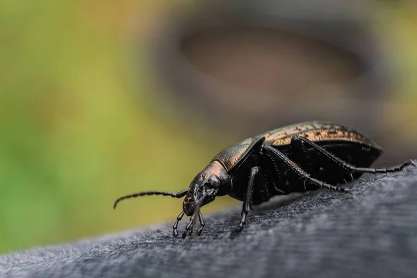 甲虫在光滑表面上行走的特写镜头 — 图库照片