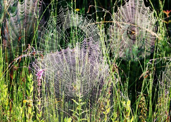 Ein Blick Auf Ein Riesiges Spinnennetz Auf Den Pflanzen Einem — Stockfoto